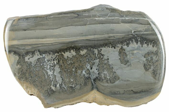 Triassic Aged Stromatolite Fossil - England #256775